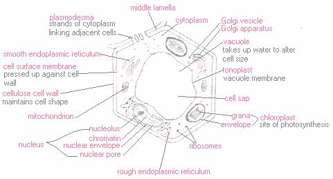 plant cell diagram with labels for kids. Cell+diagram+with+labels