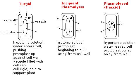 Top 6 Experiments on Osmosis (With Diagram)